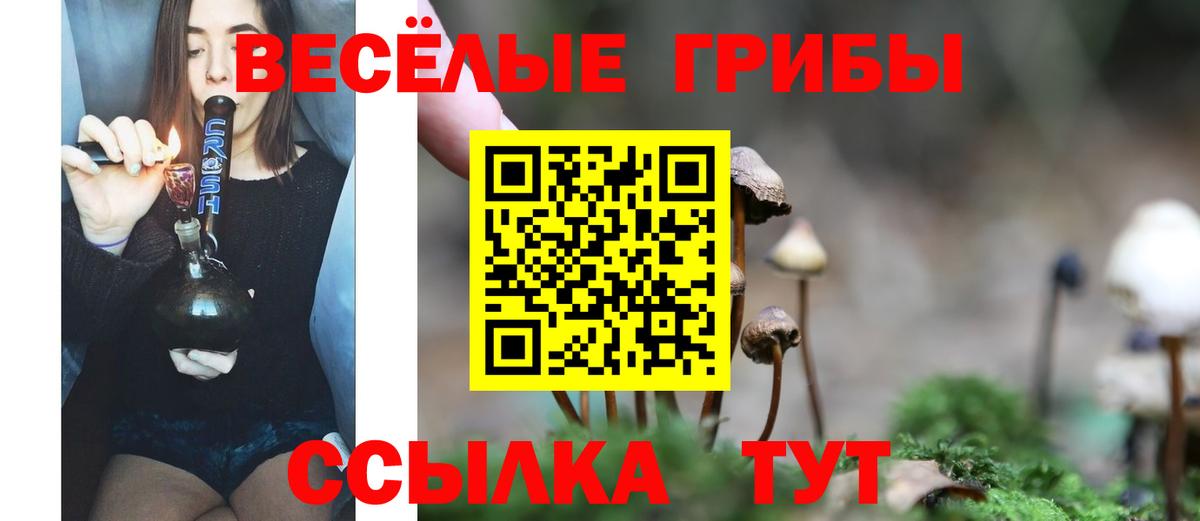 Курчатов  Псилоцибиновые грибы Cubensis  Вход с VPN 
